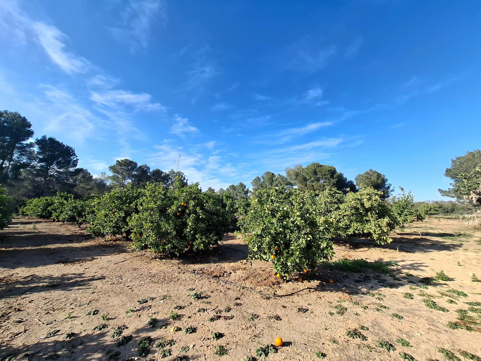 Foto 46 del anuncio.