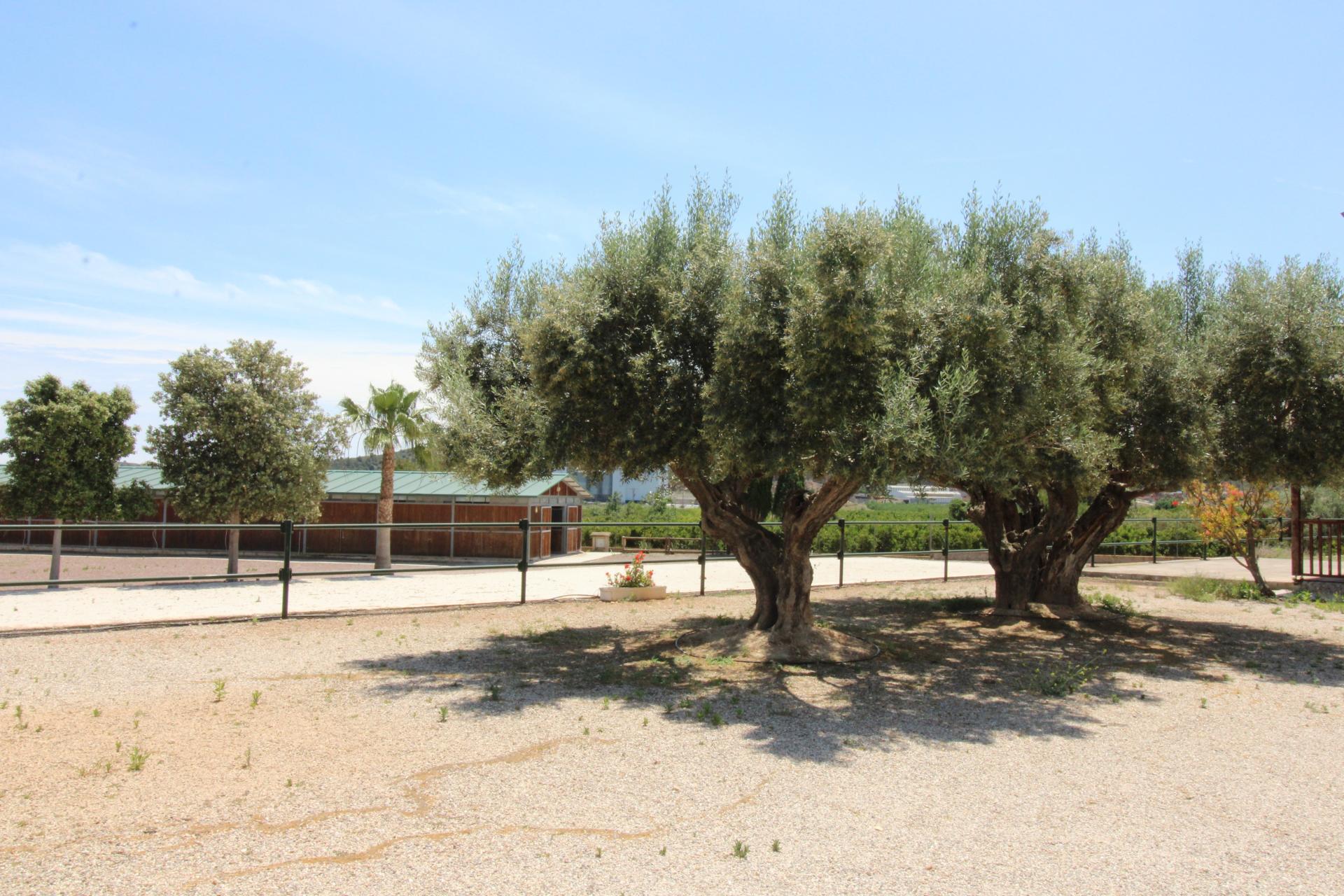 Foto 60 del anuncio.