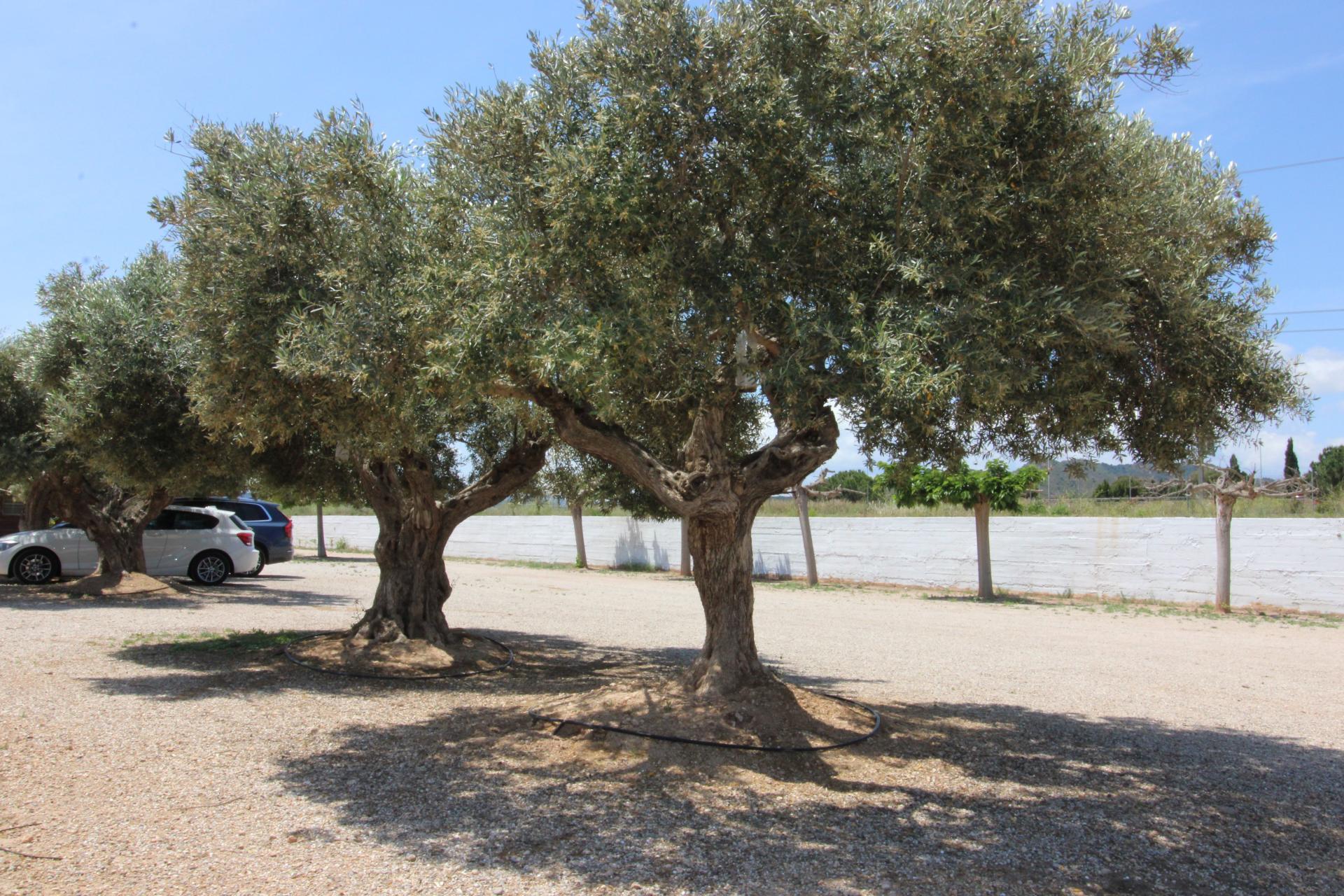 Foto 57 del anuncio.