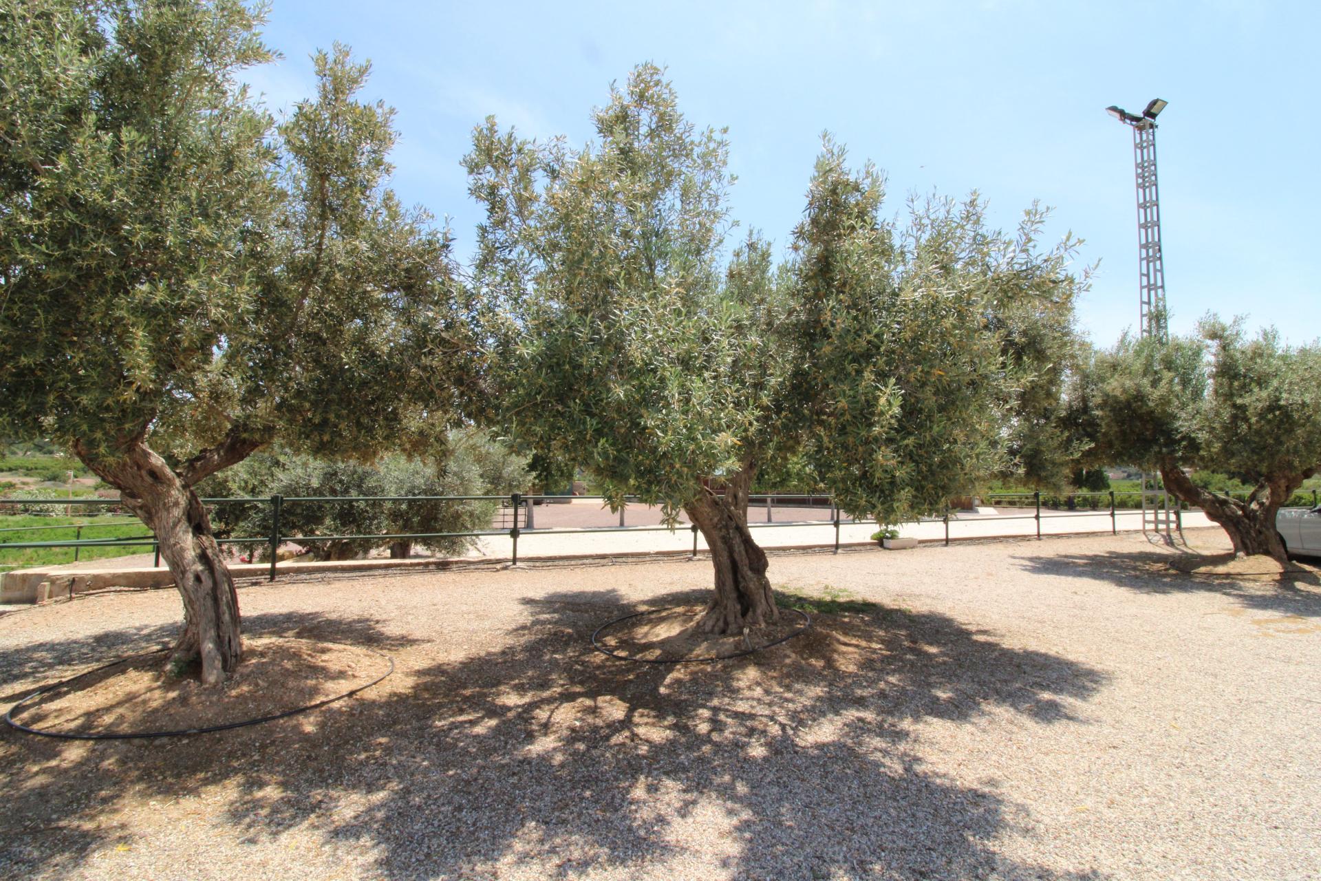 Foto 51 del anuncio.