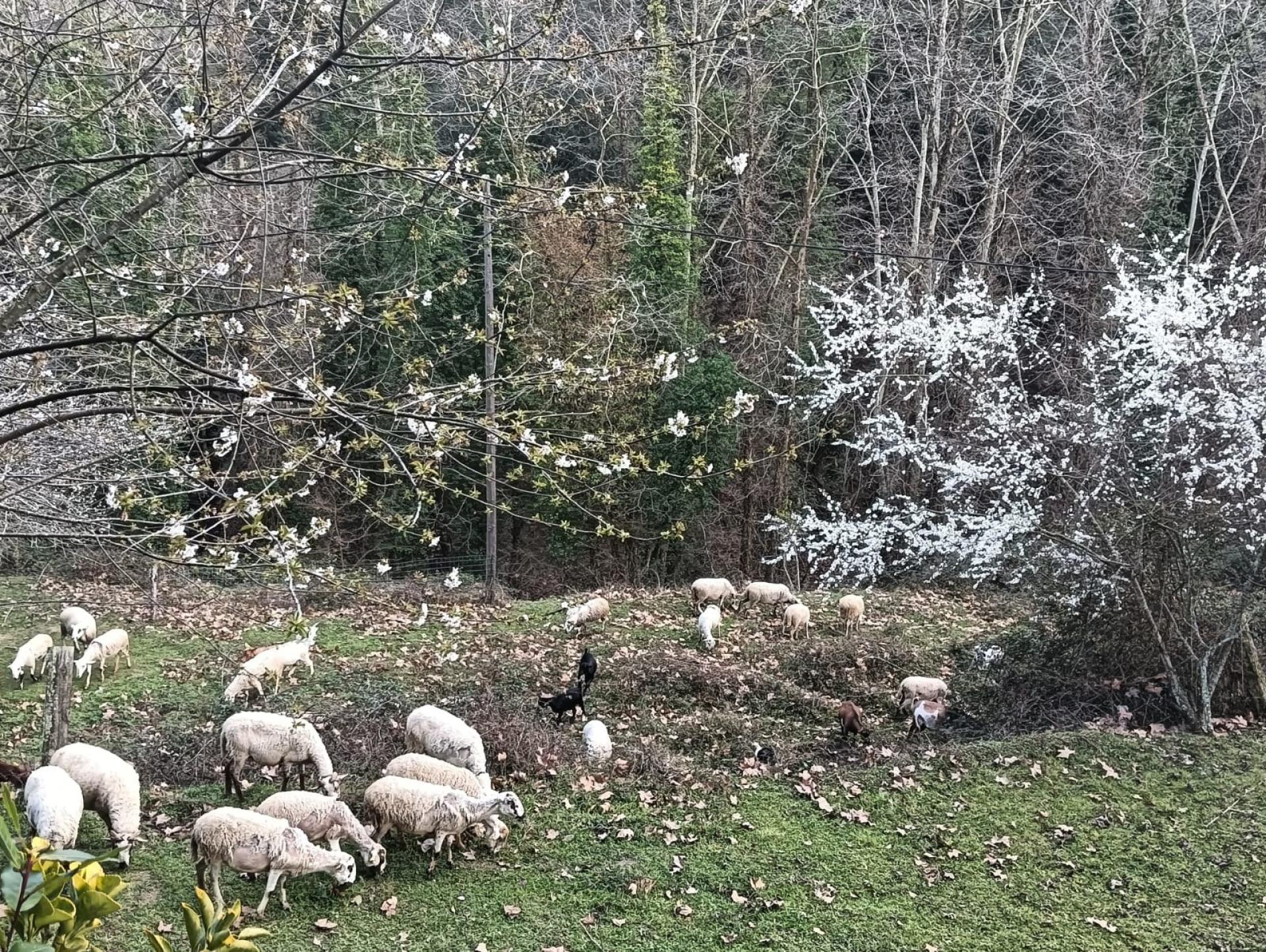 Photo 2 de l'annonce.