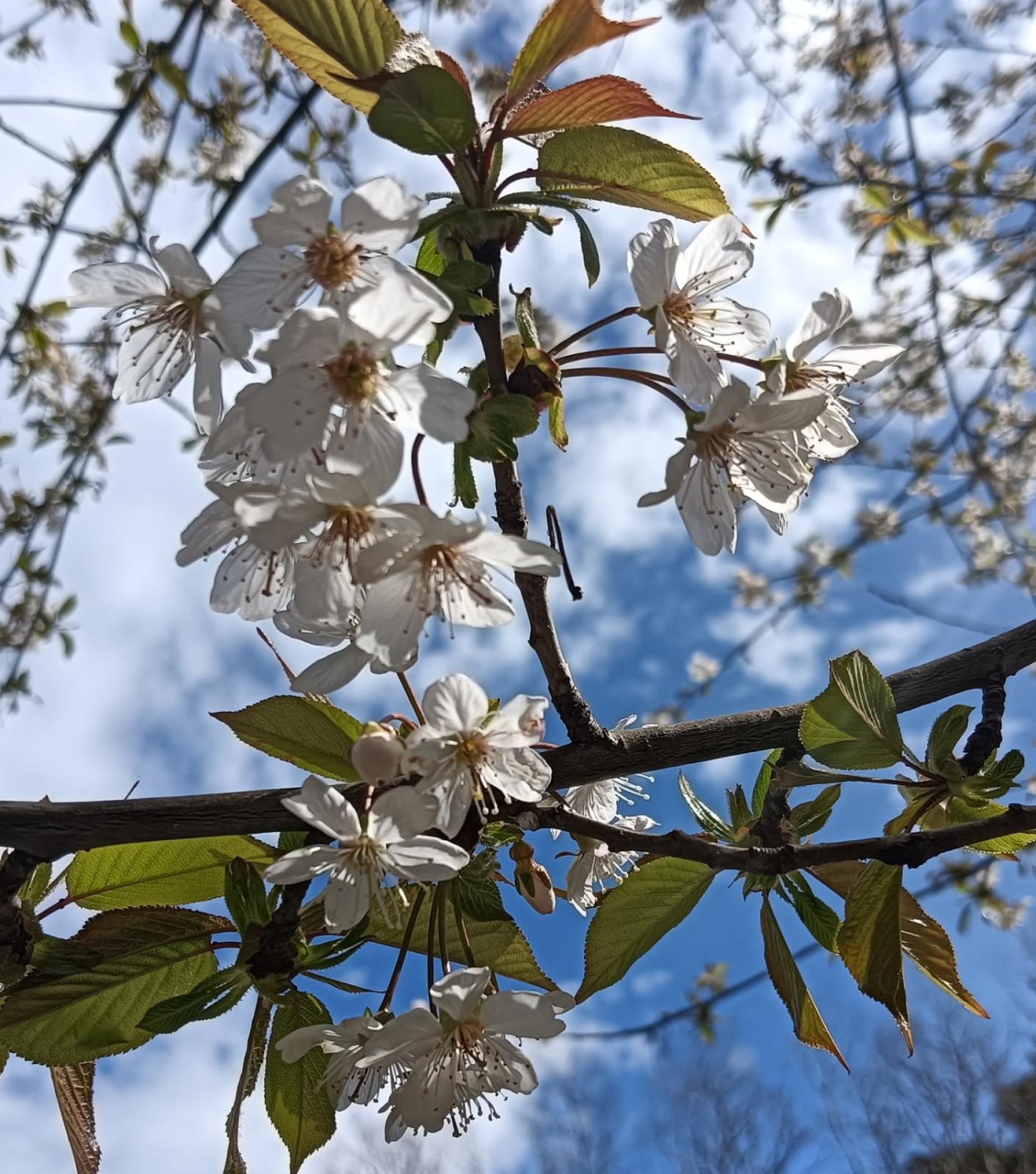 Photo 27 de l'annonce.