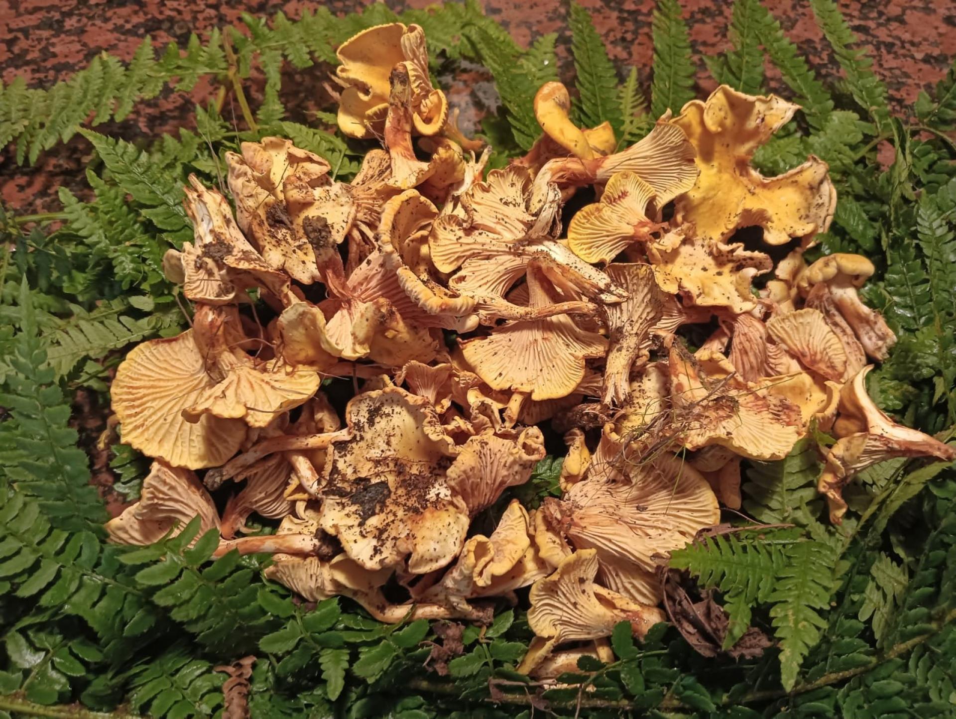 Photo 3 de l'annonce.