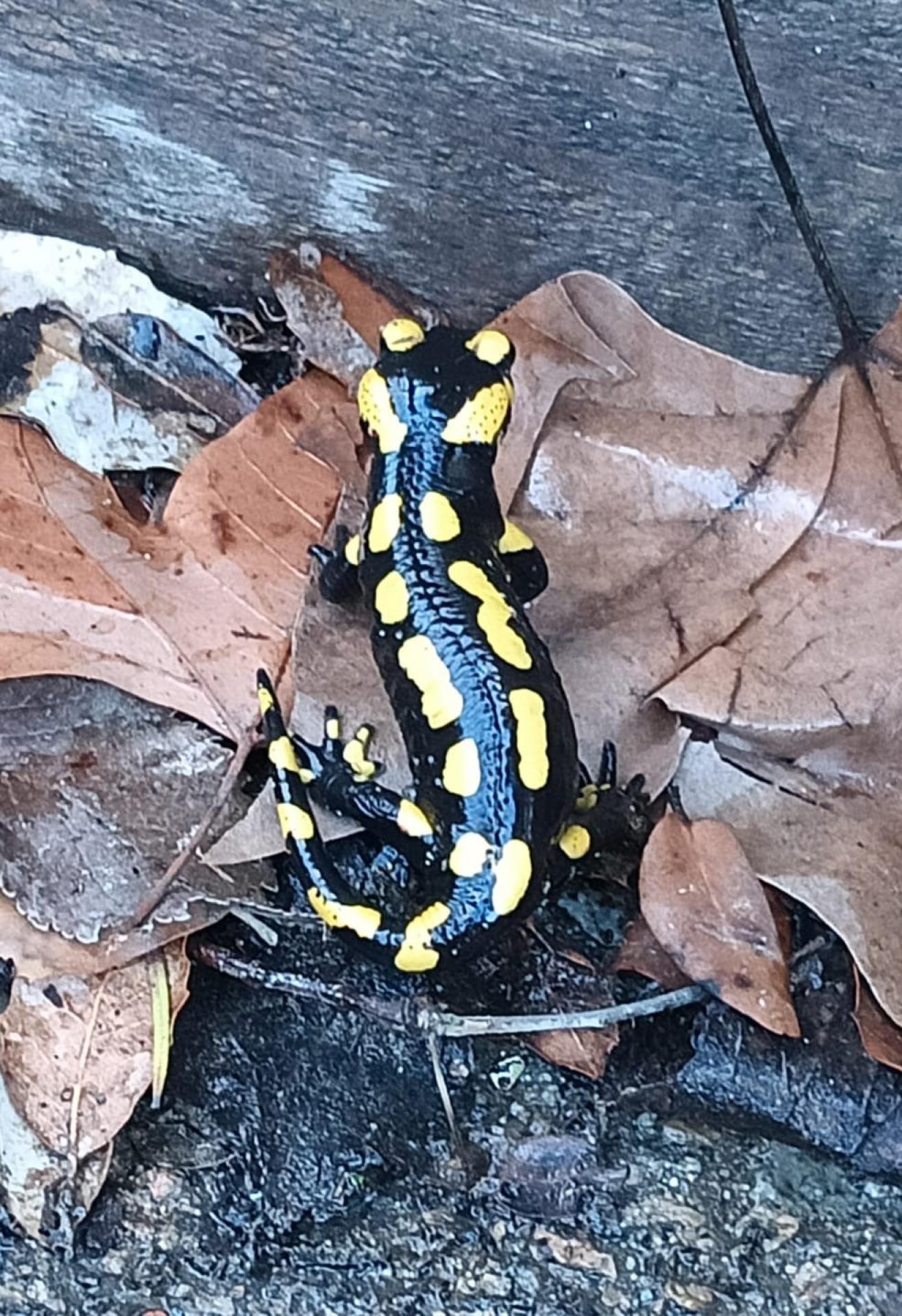 Photo 8 de l'annonce.